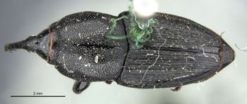 Media type: image;   Entomology 25239 Aspect: habitus dorsal view